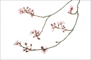Purple Plum Blossoms #2