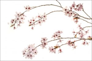 Purple Plum Blossoms #4