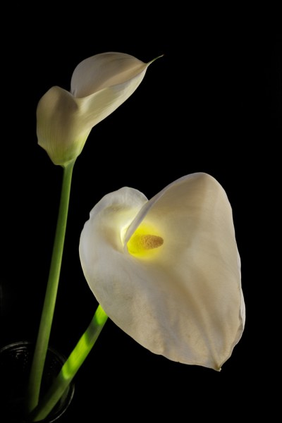 Two Calla Lilies, Ahwahnee