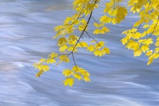 Yellow Maples on Merced River, Yosemite (Horizontal)