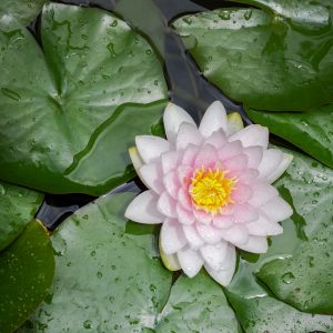 Lilies, Ahwahnee, California
