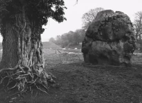 Rock and Tree, Avebury Stone Circle, England