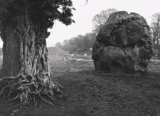 Rock and Tree, Avebury Stone Circle, England