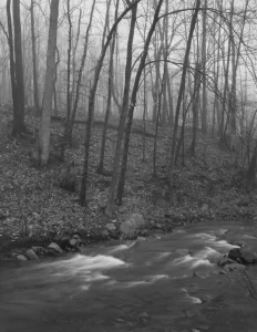 Trees, Redding Woods, Connecticut