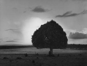Cloud & Tree, Clonfert Co, Galway, Ireland