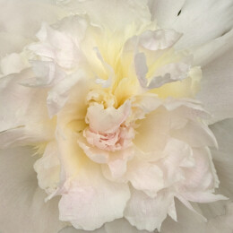 Paeonia