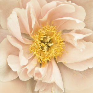 Peachy Keen Peony I