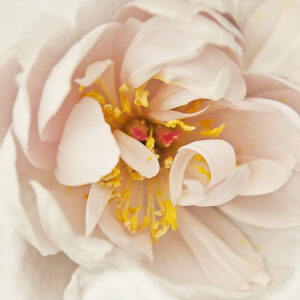 Peachy Keen Peony II