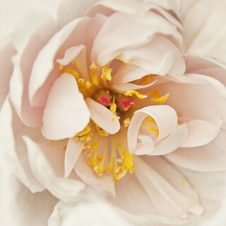 Peachy Keen Peony II