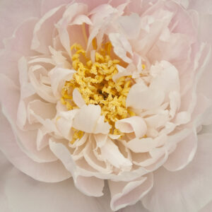 Pearly Peony