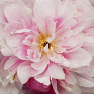 Peony Dawn