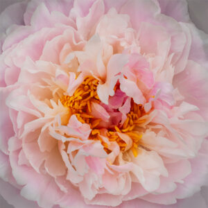 Peony Duchess I