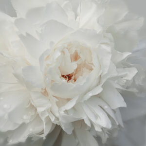 Peony Paradise I