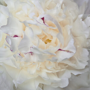 Peony Paradise II