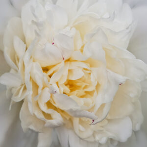 Peony Paradise III
