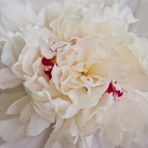Peony Paradise IV