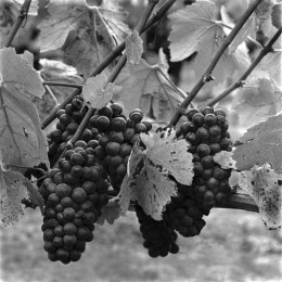 Pinot Vines