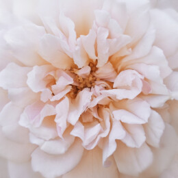 Porcelain Rose
