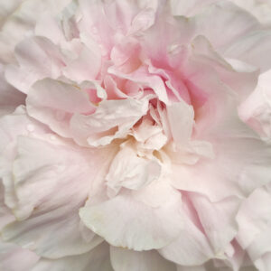 Powder Puff Peony
