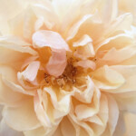 Promise Rose