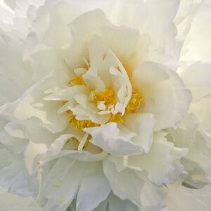 Pure White Peony