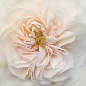 Purity Rose I