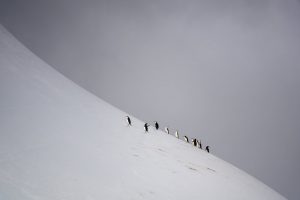 Chinstrap Penguins Climbing Iceberg, Near Elephant Island, Antarctica