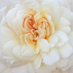 Rose Cloud