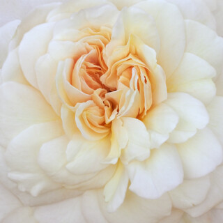 Rose Cloud