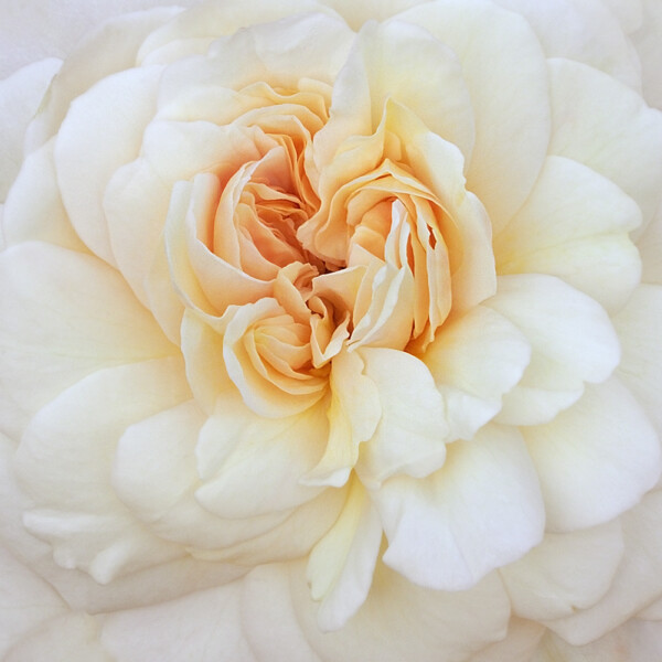 Rose Cloud
