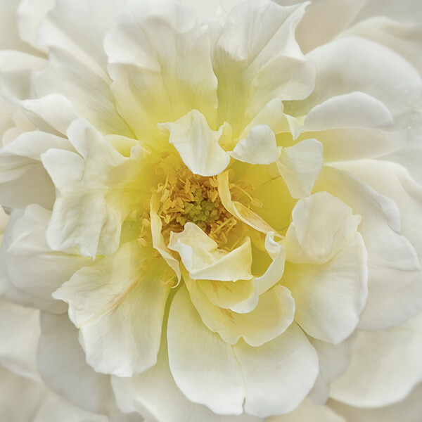 Rose Glow
