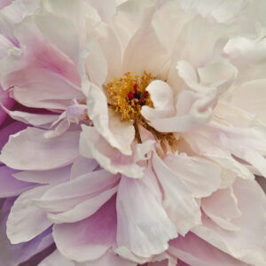Royal Peony I