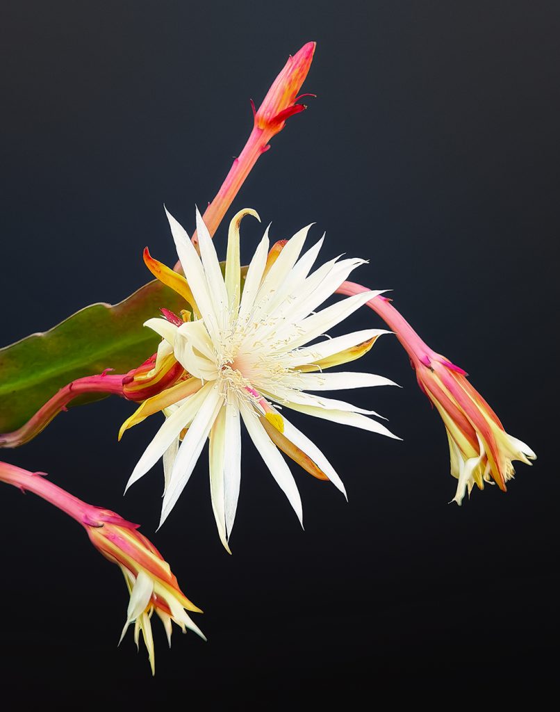 Queen of the Night 8