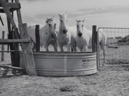 Work Horses on Farm Security Administration Project, Scotts Bluff, Nebraska