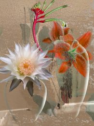 Still Lifes Unbound 14