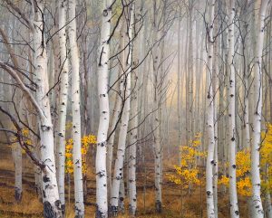 Aspen in Fog, Boulder Mountain, Utah