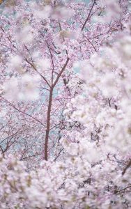 Sakura and Sky 3, Kyoto, Japan