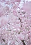 Sakura 4, Kyoto, Japan