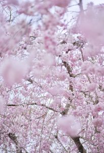 Sakura and Sky 4, Kyoto, Japan