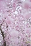 Sakura 5, Kyoto, Japan
