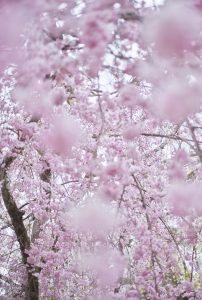 Sakura and Sky 5, Kyoto, Japan