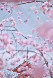 Sakura and Sky 7, Kyoto, Japan