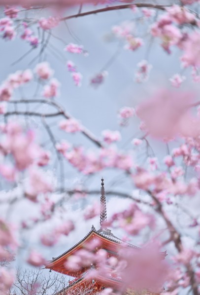Sakura 7, Kyoto, Japan