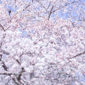 Sakura and Sky 8, Kyoto, Japan