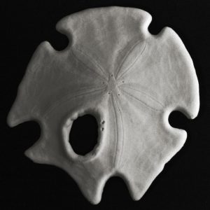 Sand Dollar VII