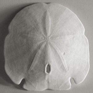 Sand Dollar VI