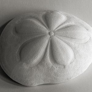 Sand Dollar V