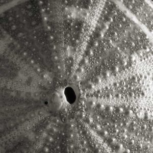 Sea Urchin