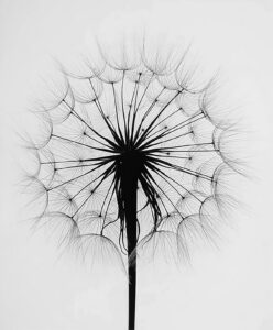 Paul Caponigro