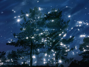 Seascapes 2  (Scot’s Pine)